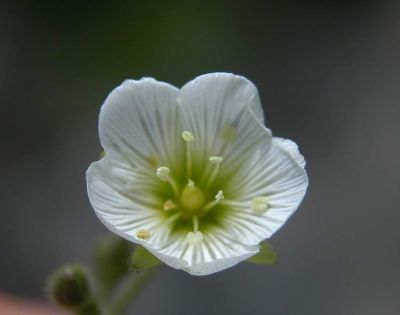 Minuartia capillacea (All.) Graebn. 