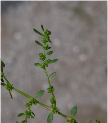 Herniaria glabra L. subsp. glabra 