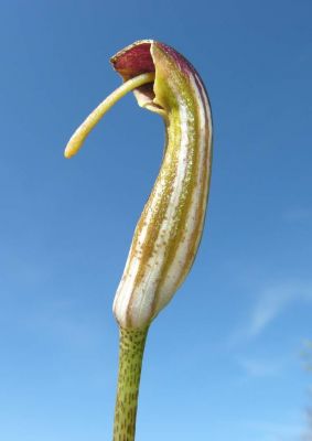 Arisarum vulgare - 
