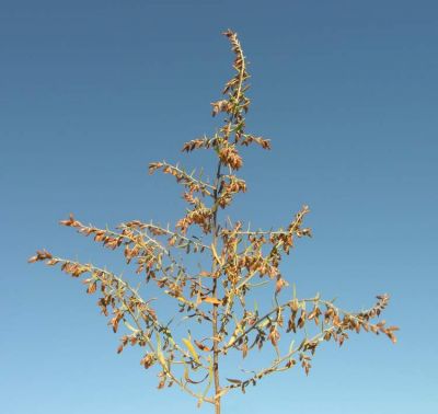 Artemisia caerulescens L. subsp. caerulescens 