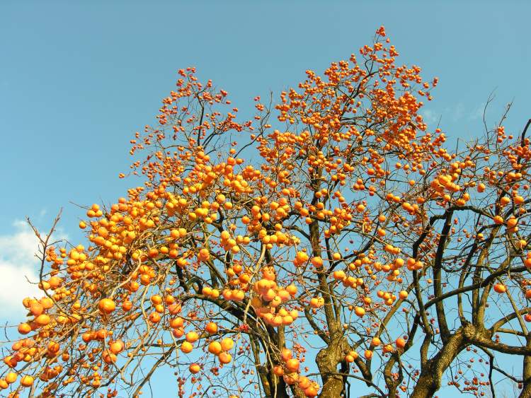 Persimmon - 121544 - common name - Diospyros kaki