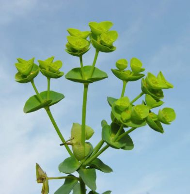 Euphorbia pinea L. 