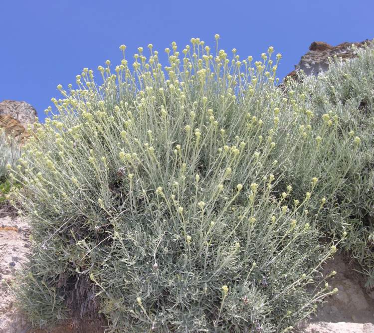 Helichrysum litoreum Guss.