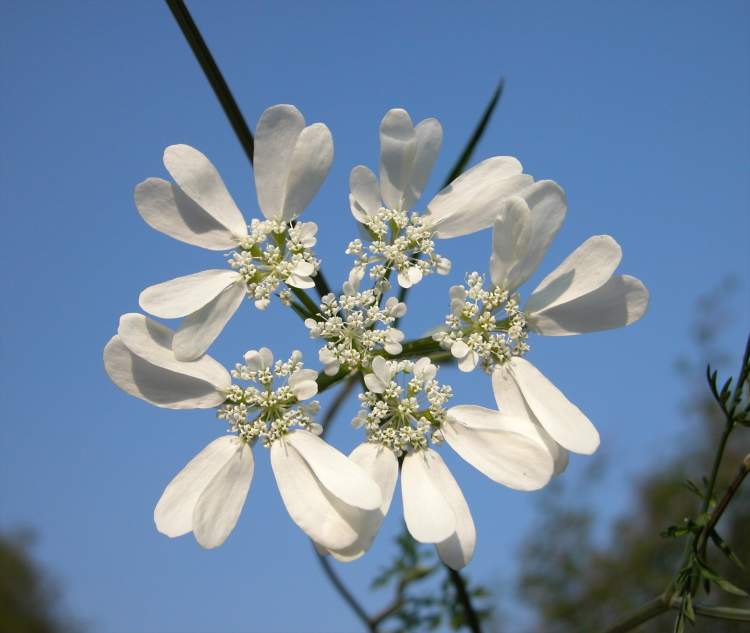 Orlaya grandiflora (L.) Hoffm.
