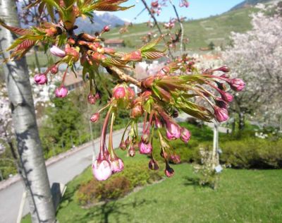 Prunus serrulata - a