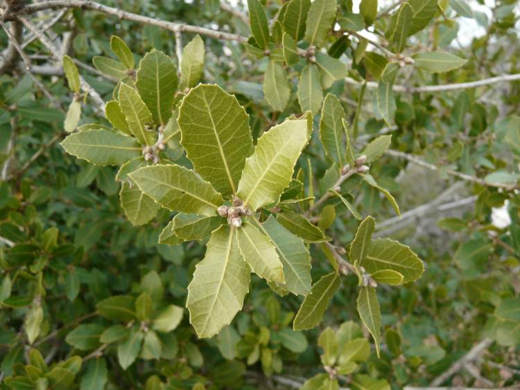 Quercus coccifera L.