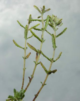 Teucrium capitatum L. subsp. capitatum 