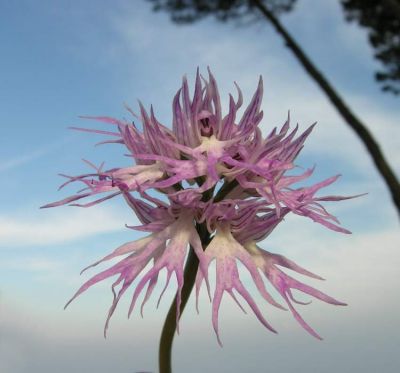 Orchis italica Poir. 