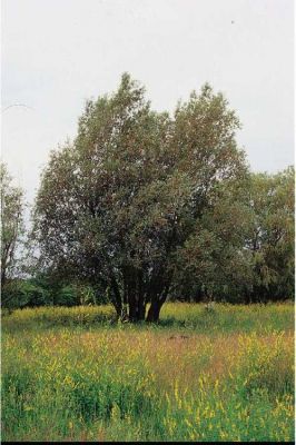 Salix alba - 