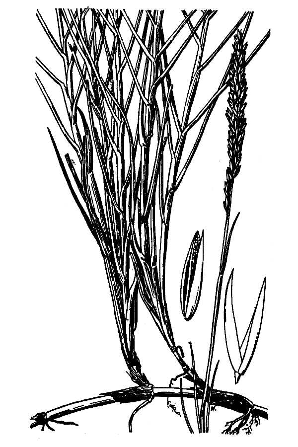 Sporobolus virginicus Kunth