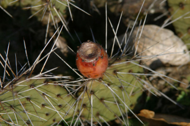 Opuntia humifusa (Raf.) Raf.