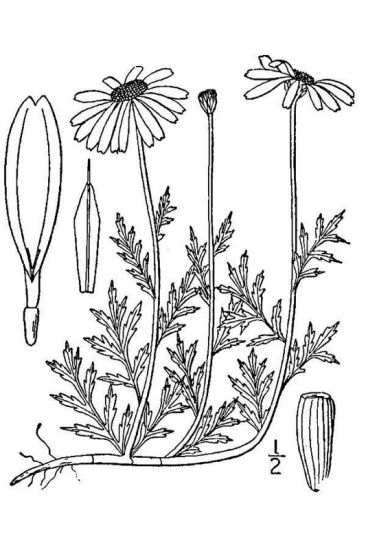 Anthemis arvensis L.