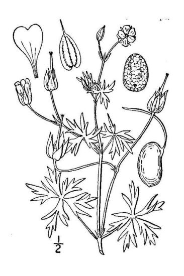 Geranium columbinum L.