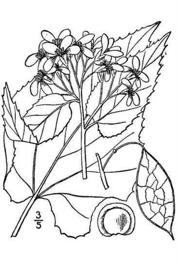 Lunaria rediviva L.