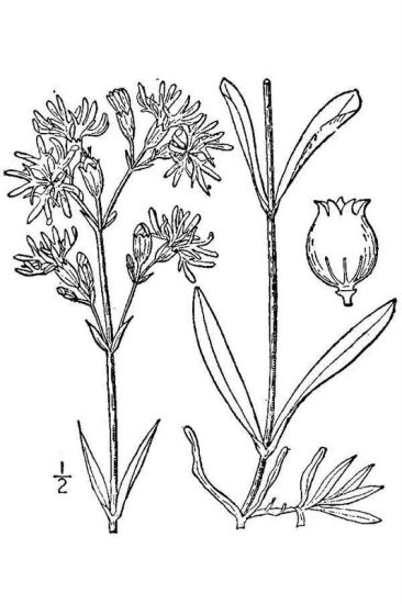 Silene flos-cuculi (L.) Clairv.
