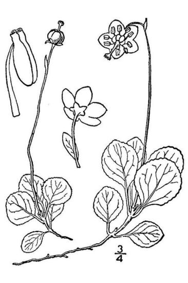 Moneses uniflora (L.) A.Gray