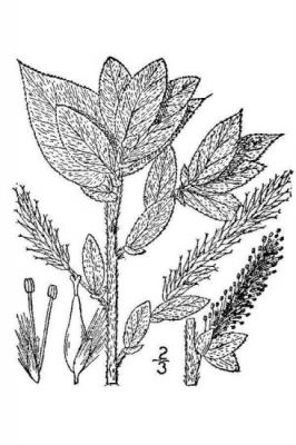 Salix cordata - 