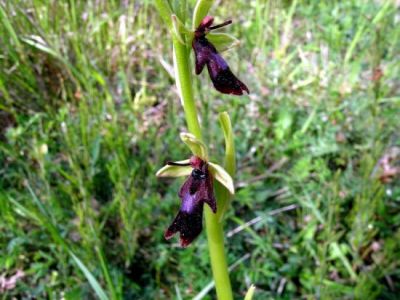 Ophrys insectifera L. 