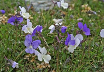 Viola corsica Nyman 