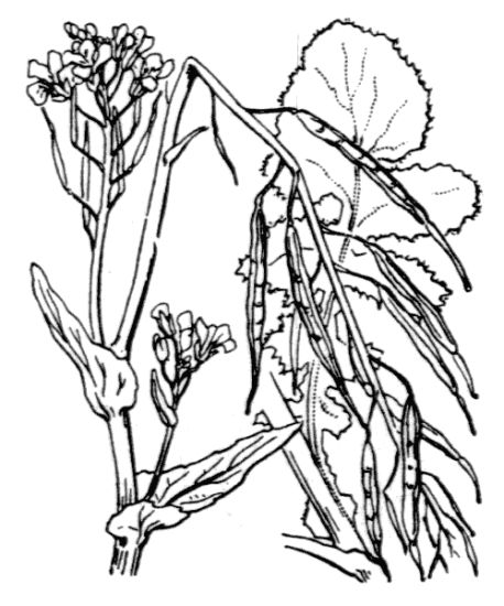 Brassica rapa (L.) L.