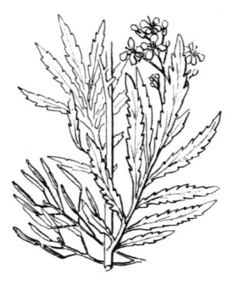 Hugueninia tanacetifolia (L.) Rchb. subsp. tanacetifolia 