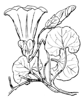 Calystegia soldanella (L.) R.Br. 