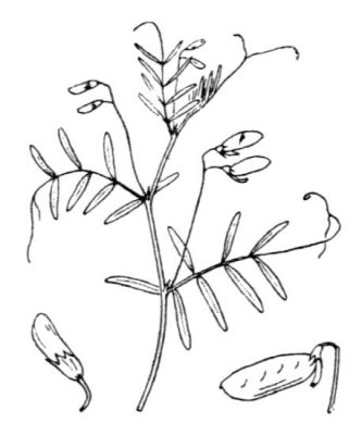 Vicia tetrasperma (L.) Schreb. 