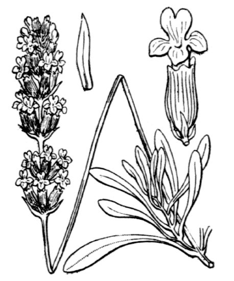 Lavandula latifolia Medik.