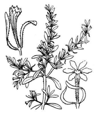 Lythrum tribracteatum Spreng. 