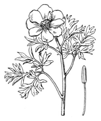 Paeonia officinalis subsp. microcarpa (Boiss. & Reut.) Nyman 