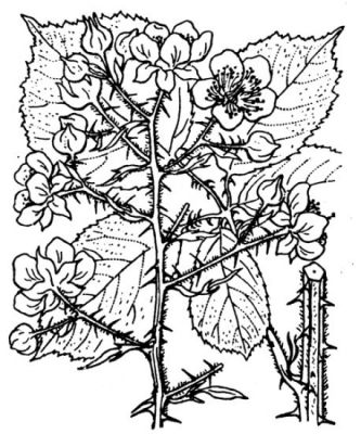 Rubus vestitus - 