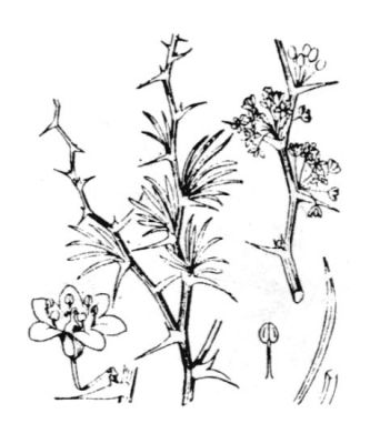 Asparagus albus L. 