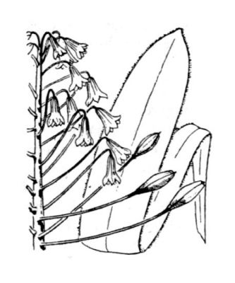 Bellevalia ciliata - 