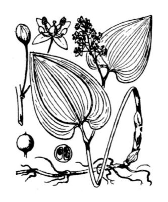 Maianthemum bifolium (L.) F. W. Schmidt 