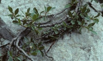 Salix alpina Scop. 