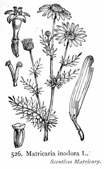 Tripleurospermum inodorum (L.) Sch. Bip.