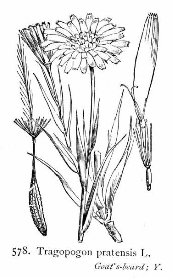 Tragopogon pratensis L.
