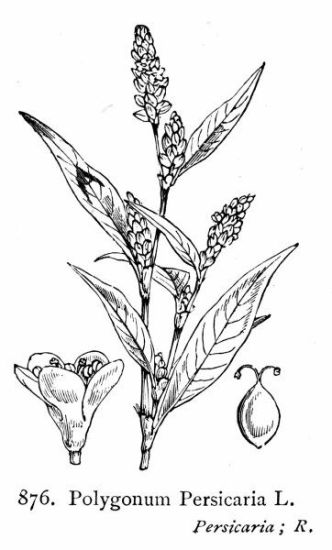 Polygonum persicaria L.