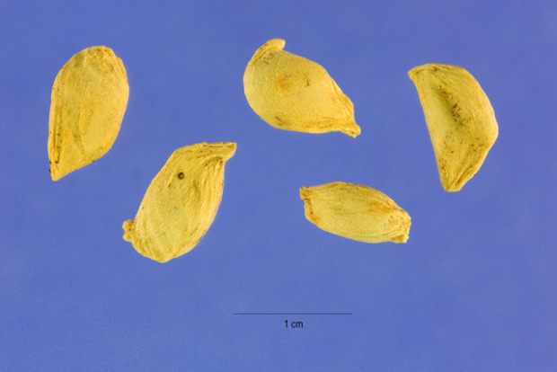 Citrus sinensis (L.) Osbeck