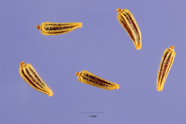 Leucanthemum vulgare aggr.