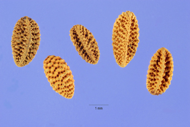 Phacelia tanacetifolia Benth.