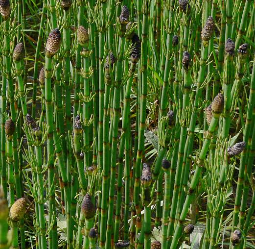 Хвощ полевой почва. Хвощ Приречный болотный. Хвощ топяной (Equisetum fluviatile). Хвощ болотный Equisetum palustre. Хвощ Речной (Equisetum fluviatile).