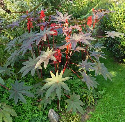 Ricinus communis L.