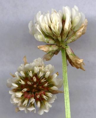 Trifolium repens L. 