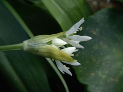 Allium ursinum L. 