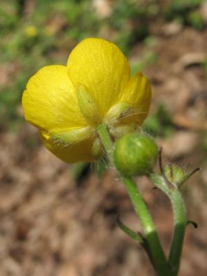 Ranunculus lanuginosus L. 