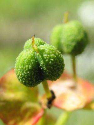 Euphorbia cyparissias L. 