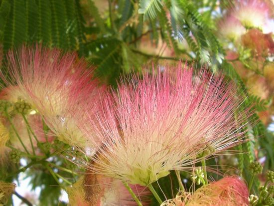 silkesträd - 50974 - Swedish common name - Albizia julibrissin