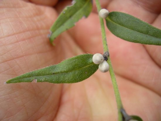Buglossoides purpurocaerulea (L.) I. M. Johnst.