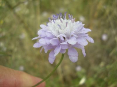 Cephalaria transsylvanica (L.) Schrad. 